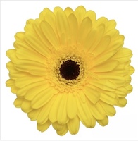 Daisy Kart Florist